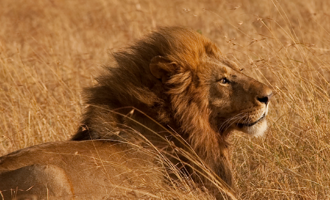 Afrique — Safari du Nord Tanzanie